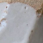 hank's smooth shino-b