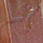 kalin's green shino-b