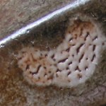 malcolm davis shino 1-c