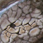 malcolm davis shino 2-c