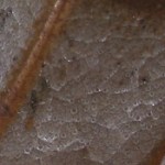 paul woolery shino-c