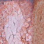 shaner shino variation-c