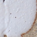 tom coleman 1 shino-b