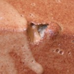 tom coleman carbon trap shino-b