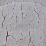 tom coleman crab claw-b