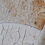 tom coleman crab claw-c