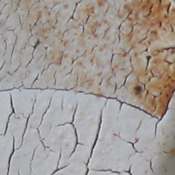 tom coleman crab claw-c